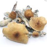 Koh Samui Dried Magic Mushrooms 14g