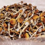 Golden Teacher Shrooms 28g 