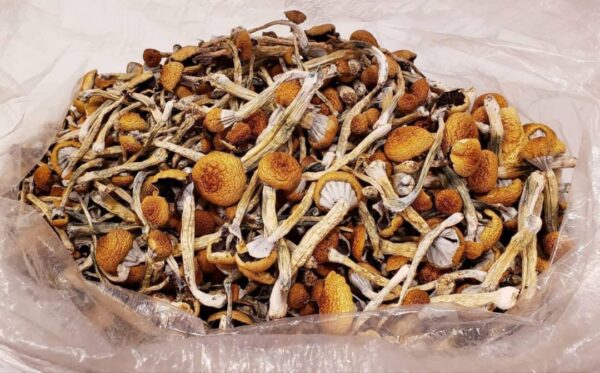 Golden Teacher Shrooms 28g 